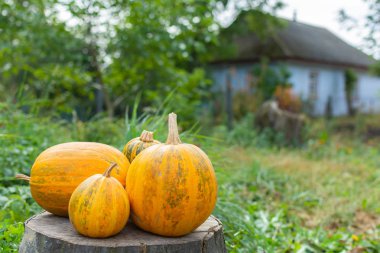 Bahçede organik olgunlaşmış kabaklar
