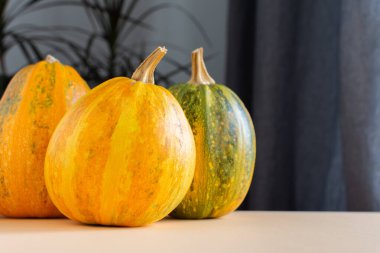 Turuncu kabak portre