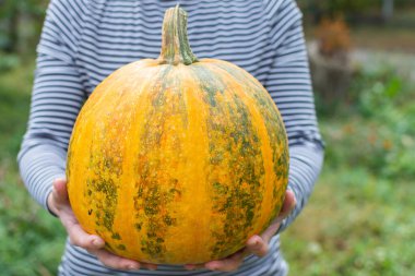 Çiftçi bir portakal olgunlaşmış kabak tutan