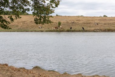 İnekler sonbaharda çayırda otluyorlar.