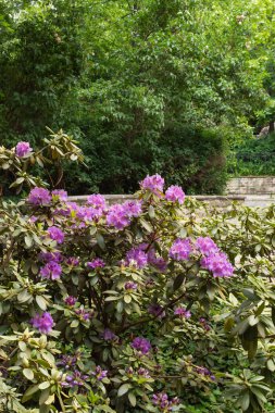 Park Volkspark Friedrichshain