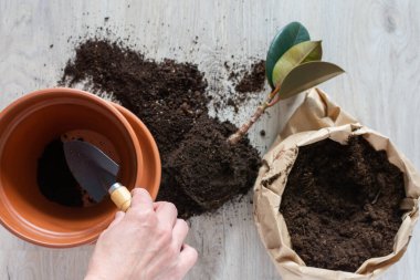 Ficus çiçeği nakleden kadın