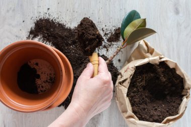 Ficus çiçeği nakleden kadın