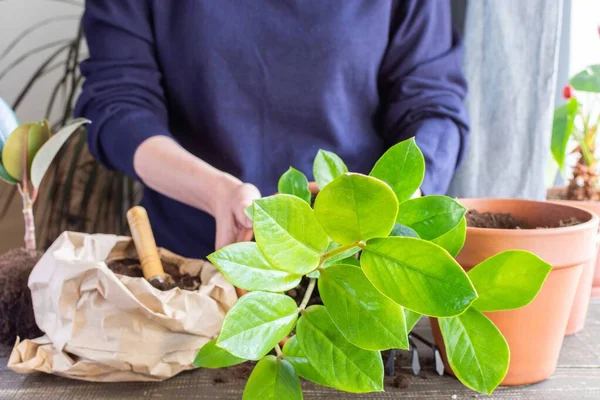 Mujer trasplantando flor de Zamioculcas — Foto de Stock