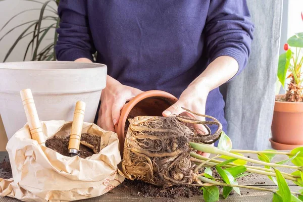 Mujer trasplantando flor de Zamioculcas — Foto de Stock