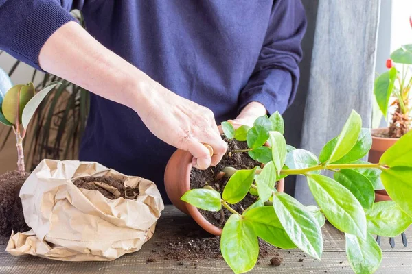 Kvinne som transplanterer Zamioculcas-blomst – stockfoto