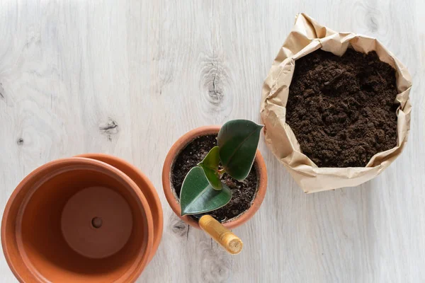 Transplante de flor Ficus — Fotografia de Stock