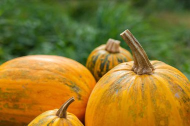 Bahçede organik olgunlaşmış kabaklar