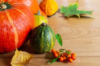 Balkabakları ve rowan ile sonbahar arkaplanı