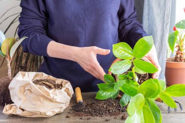 Zamioculcas çiçeği nakleden kadın