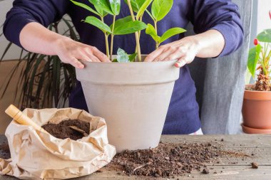 Zamioculcas çiçeği nakleden kadın
