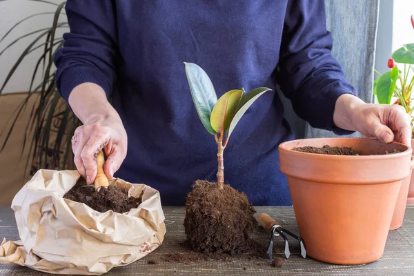 Kvinne som transplanterer Ficus-blomst – stockfoto