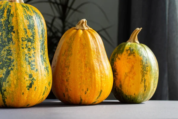 Orange ripened pumpkins closeup — Stock Photo, Image