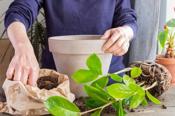 Mujer trasplantando flor de Zamioculcas — Foto de Stock