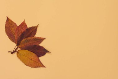 Düşmüş kiraz yaprakları