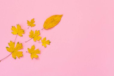 Pembe arka planda düşmüş akçaağaç ve armut yaprakları