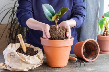 Ficus çiçeği nakleden kadın