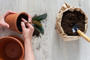 Ficus çiçeği nakleden kadın
