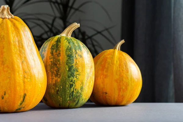 Orange ripened pumpkins closeup — Stock Photo, Image