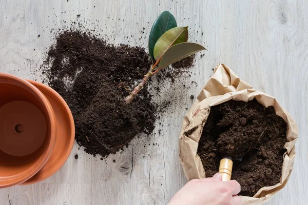 Mujer trasplantando flor de Ficus — Foto de Stock