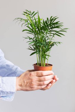 Erkeklerin elinde bir saksıda Dypsis