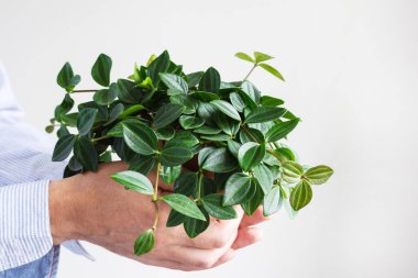 Erkeklerin elinde saksıda çiçek