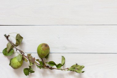 Yapraklı taze organik yeşil armutlar.