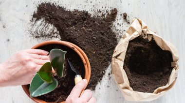 Ficus çiçeği nakleden kadın