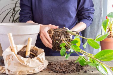 Zamioculcas çiçeği nakleden kadın