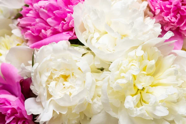 ピンクと白の牡丹の花の背景 — ストック写真