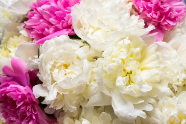 Güzel bir buket şakayık, pembe ve beyaz şakayık çiçekli arka plan