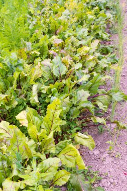 Pancar bahçesi yatakları, bahçeden taze taze sebzeler.