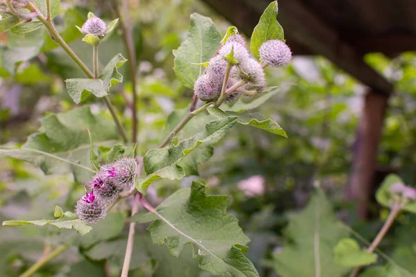 Giovane Viola Fiori Bardana Spinosi Nel Campo — Foto Stock