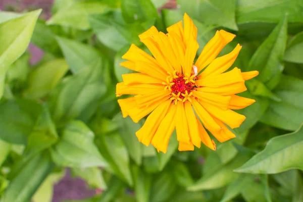 Gelbe Zinnia Nahaufnahme Schöne Unprätentiöse Sommerblume Garten — Stockfoto