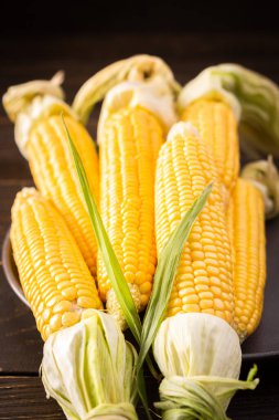 Taze mısır, organik mısır koçanı ve koyu ahşap arka planda yapraklar.