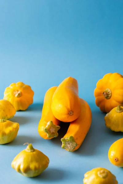 ズッキーニとパティション 黄色のカボチャと青の背景のパティションの新鮮な収穫 — ストック写真