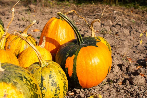 Bunch Orange Green Pumpkins Ground Pumpkin Harvest Fresh Organic Vegetables — Stock Photo, Image