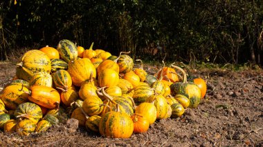 Yerde portakal ve yeşil balkabakları, balkabağı hasadı, bahçeden taze organik sebzeler.