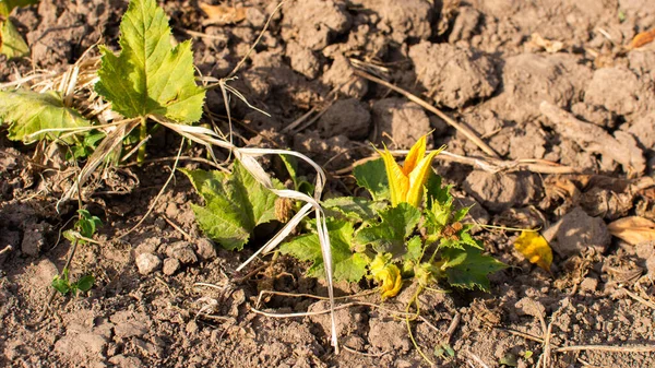 有機野菜の庭のベッド 緑のズッキーニの葉が閉じて 村でズッキーニを熟す — ストック写真