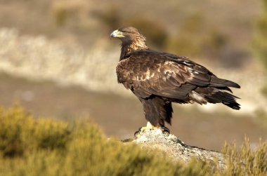 Yetişkin erkek Golden Eagle. Aquila chrysaetos