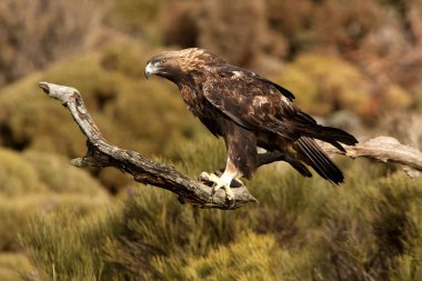 Yetişkin erkek Golden Eagle. Aquila chrysaetos