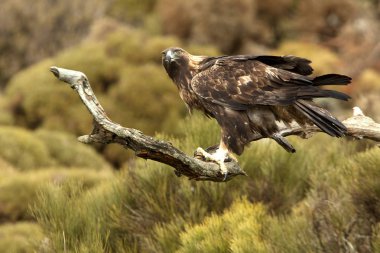 Yetişkin erkek Golden Eagle. Aquila chrysaetos