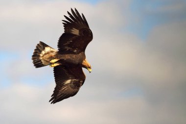 Yetişkin erkek Golden Eagle. Aquila chrysaetos