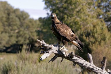 Yetişkin erkek Golden Eagle. Aquila chrysaetos