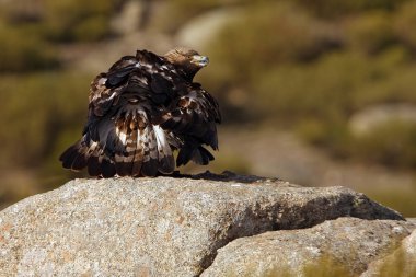 Aquila chrysaetos. Altın kartal