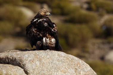 Yetişkin erkeği olarak altın kartal uçuyor. Aquila chrysaetos