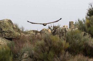Yetişkin erkeği olarak altın kartal uçuyor. Aquila chrysaetos