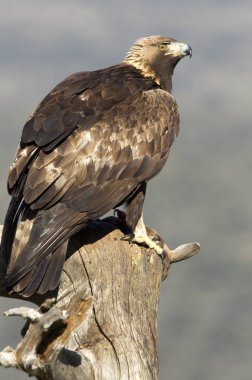Yetişkin erkek Golden Eagle. Aquila chrysaetos