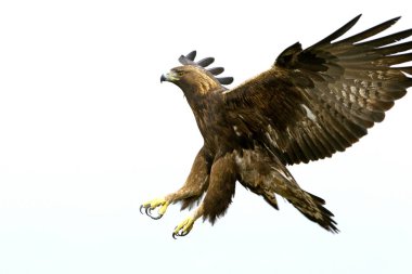 Adult male of Golden eagle. Aquila chrysaetos clipart