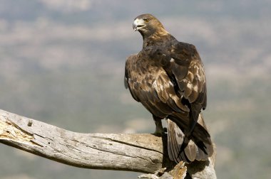 Yetişkin erkek Golden Eagle. Aquila chrysaetos